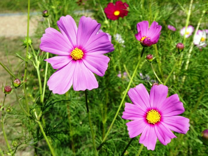 ピンクのコスモスまだ蕾多し