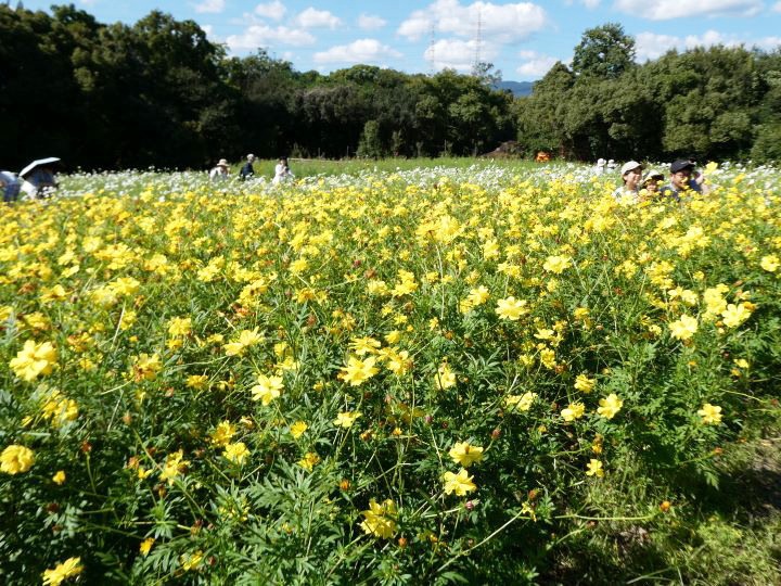 満開の黄花コスモス畑