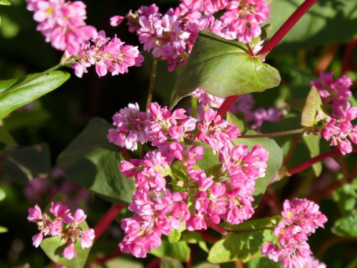 赤ソバの花