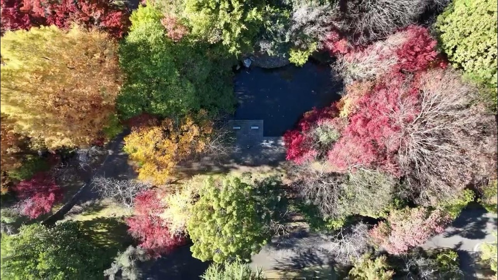 公園のもみじを空撮